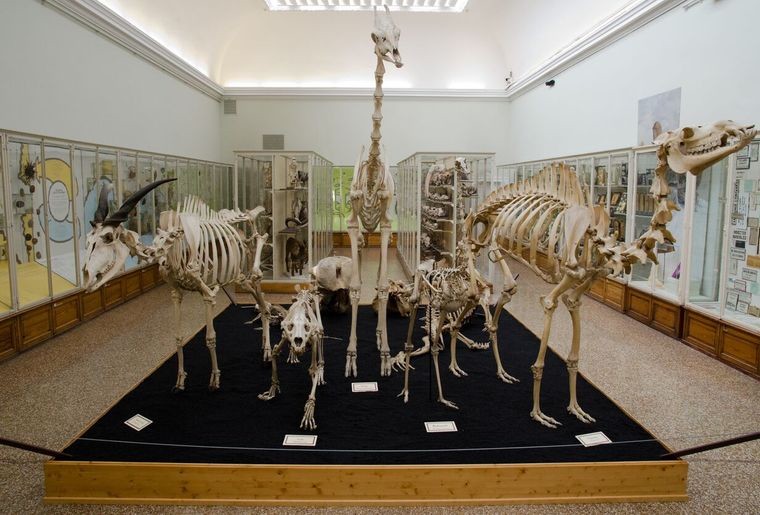exposition squelette animaux